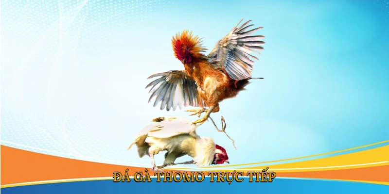 Đá gà thomo trực tiếp