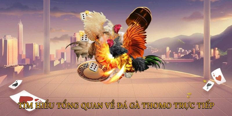 Tìm hiểu tổng quan về đá gà thomo trực tiếp